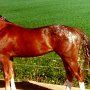 Appaloosa 2 (5)